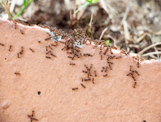 Dedetização de Formigas em Embu-Guaçu