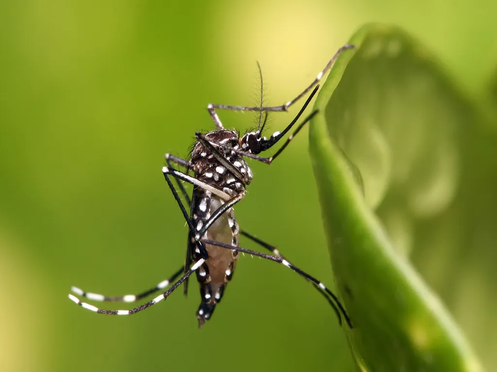 Dedetização de Mosquitos em Embu-Guaçu